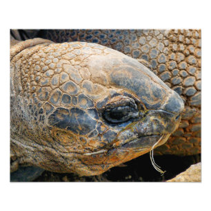 GIANT TORTOISE PHOTO PRINT