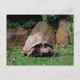 Giant Tortoise Postcard
