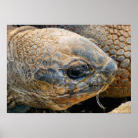 GIANT TORTOISE
