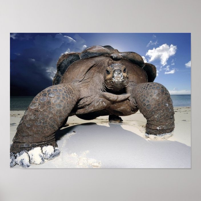 Giant Tortoise poster | Zazzle.com.au