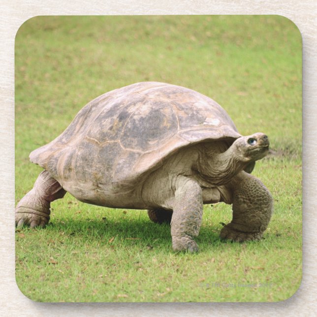 Giant Tortoise walking on grass Coaster (Front)
