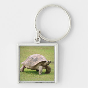 Giant Tortoise walking on grass Key Ring