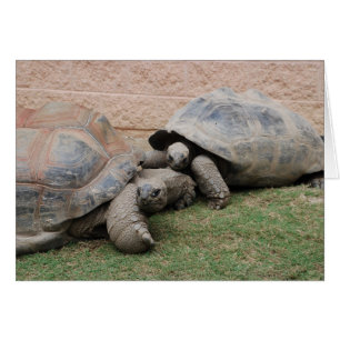 giant tortoises