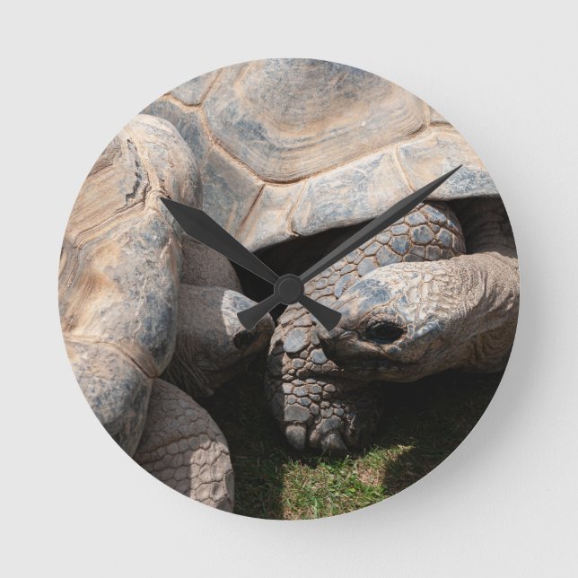Giant Tortoises Art Photography Round Clock (Front)