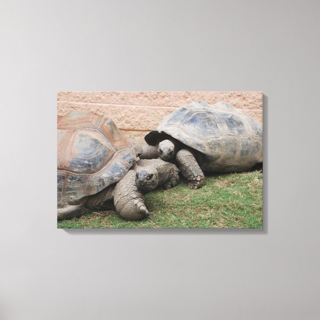 giant tortoises canvas print (Front)