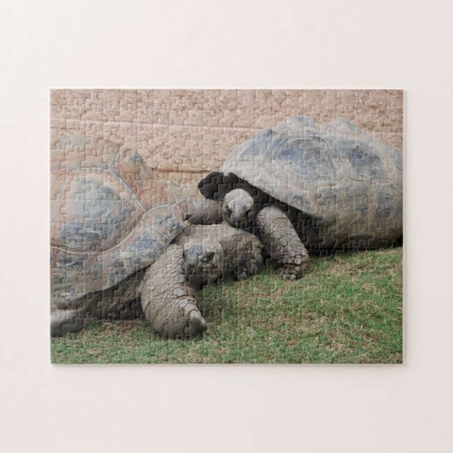 giant tortoises jigsaw puzzle (Horizontal)