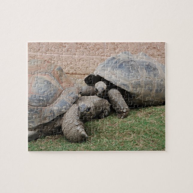 giant tortoises jigsaw puzzle (Horizontal)