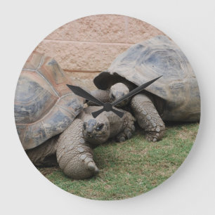 giant tortoises large clock