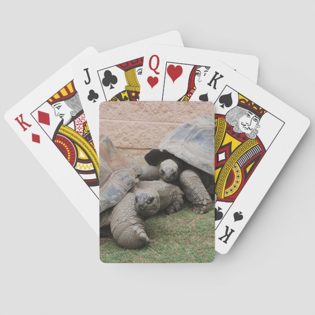 giant tortoises playing cards (Back)