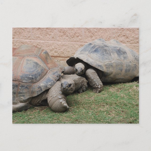 giant tortoises postcard (Front)