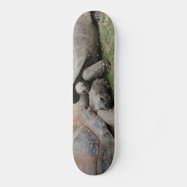 giant tortoises skateboard (Front)