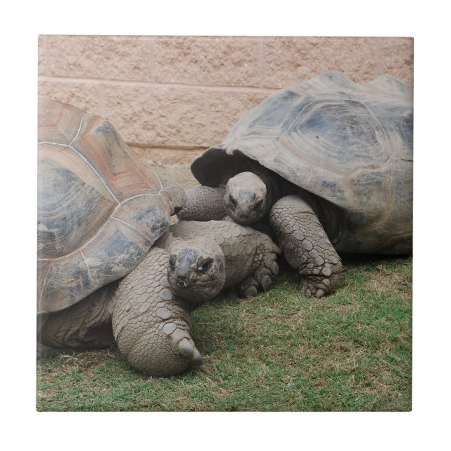 giant tortoises tile (Front)