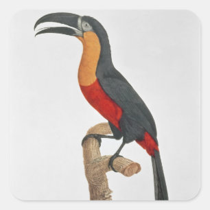 Giant Touraco, engraved by Guyard Square Sticker