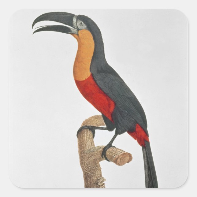 Giant Touraco, engraved by Guyard Square Sticker (Front)