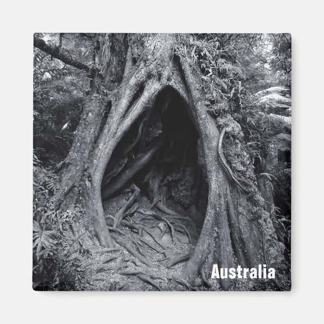 Giant Tree, Tree Hugger, Australia (Fridge Magnet) Magnet (Front)