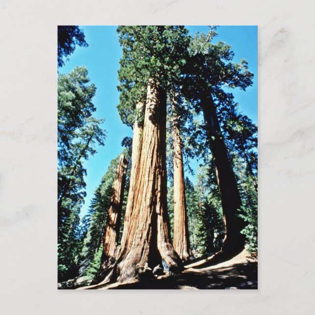 Giant Trees - Sequoia National Forest Postcard (Front)