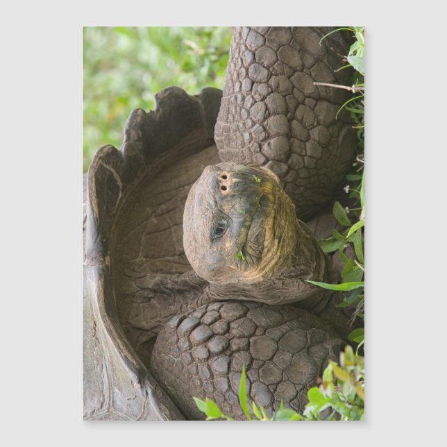 Giant turtle (Front)