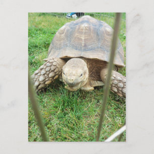 Giant Turtle, 1 Postcard