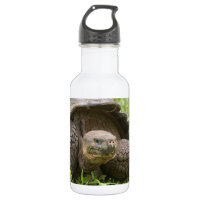 Giant turtle