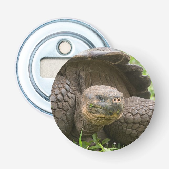 Giant turtle bottle opener (Front)
