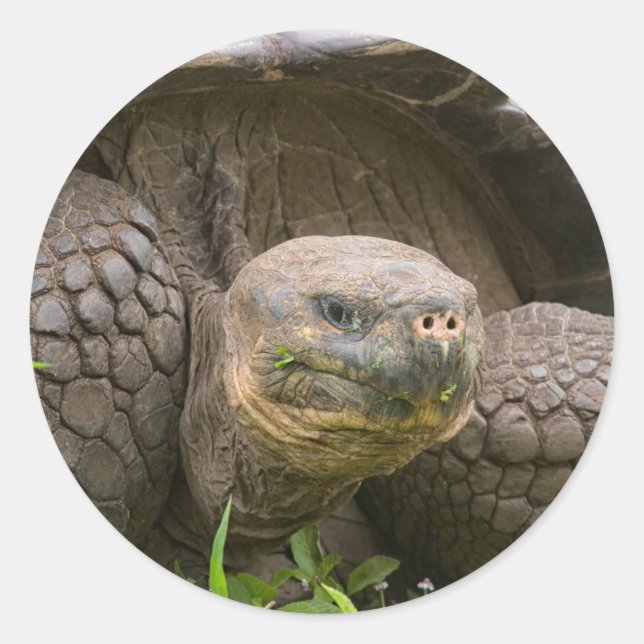 Giant turtle classic round sticker (Front)