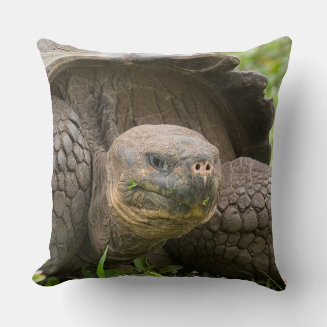 Giant turtle cushion (Front)