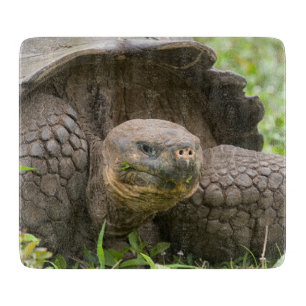 Giant turtle cutting board