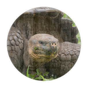 Giant turtle cutting board