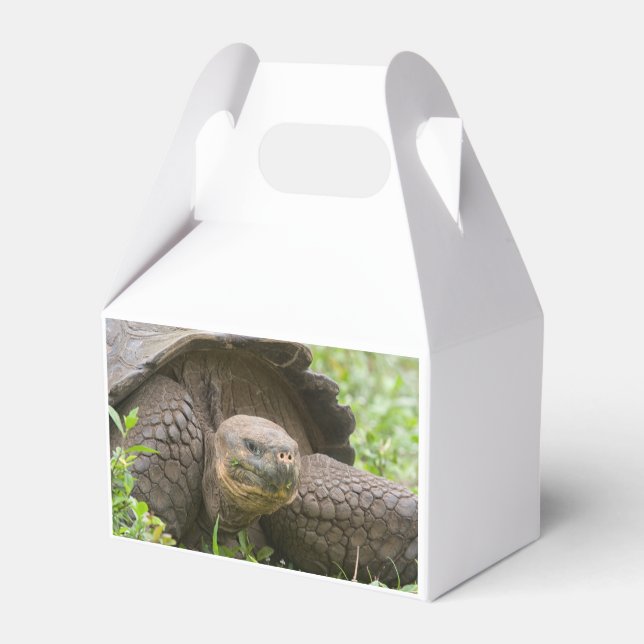 Giant turtle favour box (Back Side)