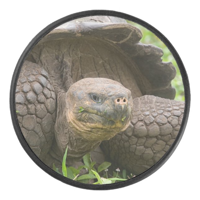 Giant turtle hockey puck (Front)