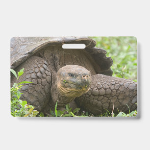 Giant turtle ID badge