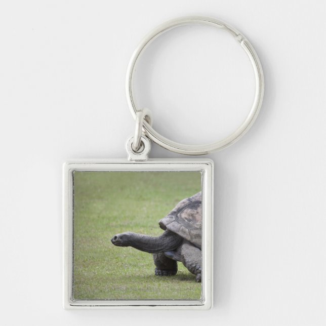 Giant turtle in grass key ring (Front)