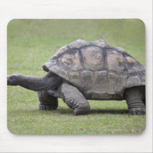 Giant turtle in grass mouse pad