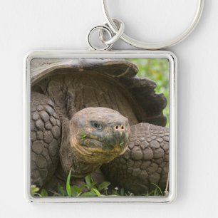 Giant turtle key ring