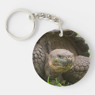 Giant turtle key ring