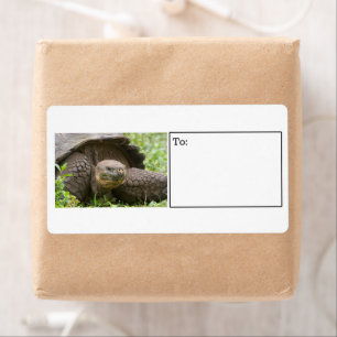 Giant turtle label