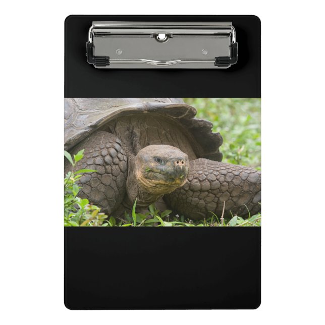 Giant turtle mini clipboard (Front)