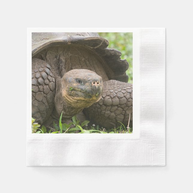 Giant turtle napkin (Front)