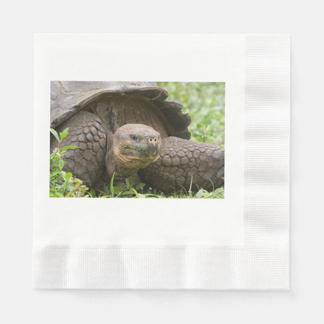 Giant turtle napkin (Front)