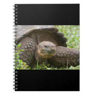 Giant turtle notebook