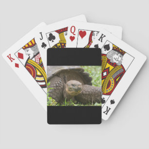Giant turtle playing cards