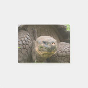 Giant turtle post-it notes
