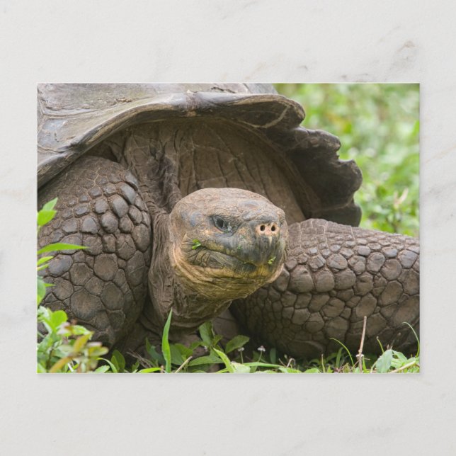 Giant turtle postcard (Front)