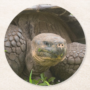 Giant turtle round paper coaster