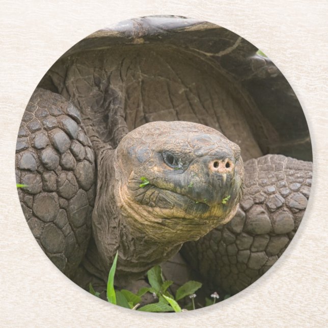 Giant turtle round paper coaster (Front)