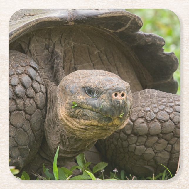 Giant turtle square paper coaster (Front)