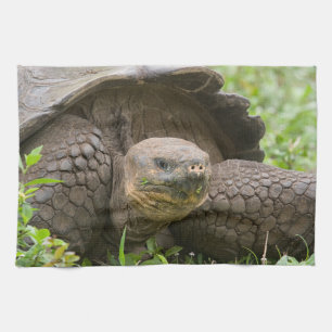 Giant turtle tea towel