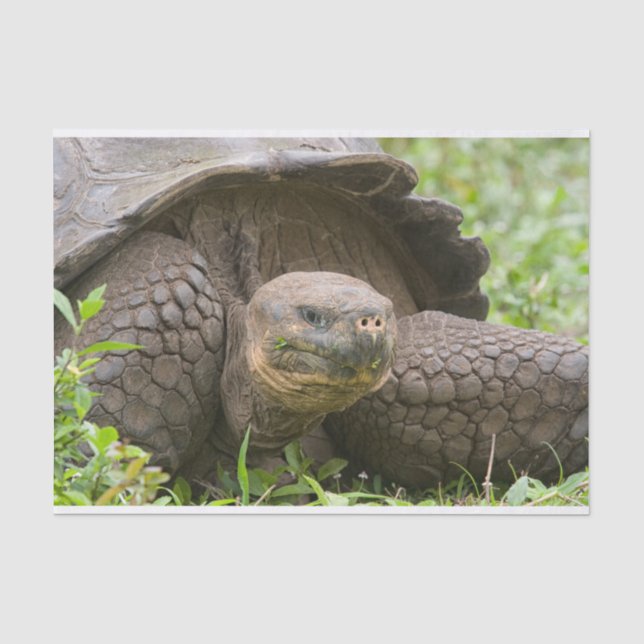 Giant turtle tissue paper (Front)