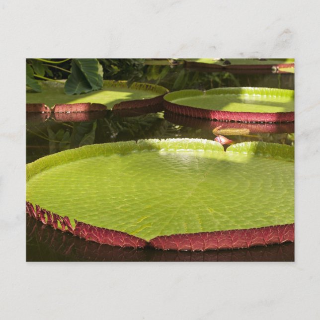 Giant Water Lilies Postcard (Front)