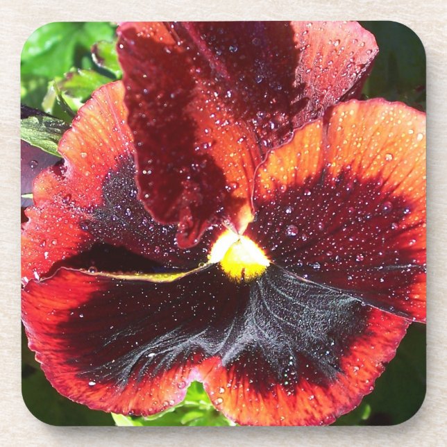 Giant Wet Orange Pansy Coaster Set (6) (Front)
